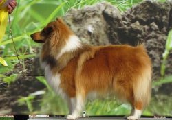 Choosing a friend for yourself, you will surely pay attention to the variety of collie coat colo ...