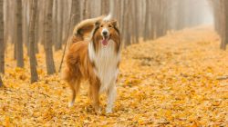 Collies are very intelligent, so they are used as service dogs, guard dogs, and dogs for partici ...