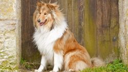 Collies are calm dogs, but if a pet is left alone for a long time, then it will bark strongly an ...