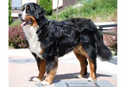 In the future, four breeds have developed that have a similar appearance but still have quite a  ...