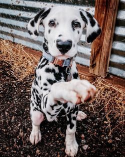 If the Dalmatian does not respond to “No!” and “Come to me!”, this does  ...