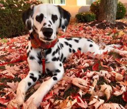 Well-trained dogs already in six months know and easily execute more than a dozen commands, incl ...