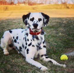 The birthplace of the breed is still not exactly known. According to one version, this is Croati ...