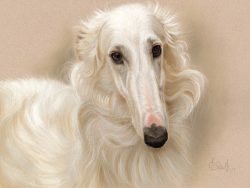 Several types of the old Horta took part in the formation of modern greyhounds – Oortay, s ...