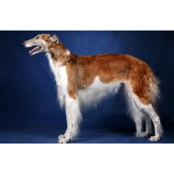 Pets of this breed were permanent residents of the royal chambers of Russian monarchs. 