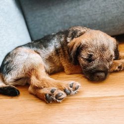 Usually, the puppy chooses the most beloved one among all the toys he has bought, about which he ...