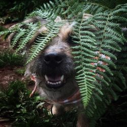 The teeth should be brushed 1-2 times a week, or we give the dog special bones purchased from a  ...