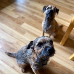 Ears should be examined regularly and cleaned once a week using cotton swabs and discs, and a sp ...