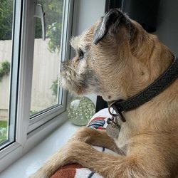 The food of the Border Terrier should be taken very seriously. The fact is that the representati ...
