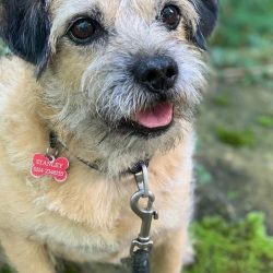 An ideal option for a border is a premium class dry hypoallergenic food. Make sure that the comp ...