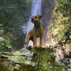 It is important to ensure that the dog does not overeat in the absence of such loads, as it can  ...