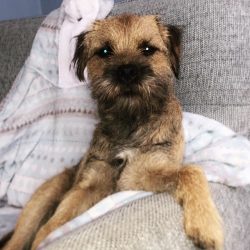 The average lifespan of a Border Terrier is 13-14 years. With proper maintenance, such a pet can ...