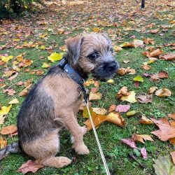 Every boarder owner should know that the dog is predisposed to such a disease as hypothyroidism  ...