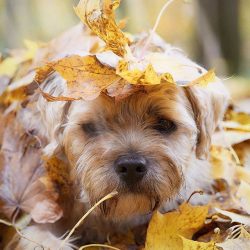 Owner of a border should know that the dog is predisposed to such disease as cryptorchidism R ...