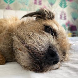 You can avoid many health problems if you take the border to the veterinary clinic 1-2 times a y ...