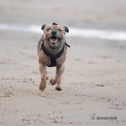 When buying a puppy, pay attention to its appearance. The coat should be smooth and shiny, the b ...
