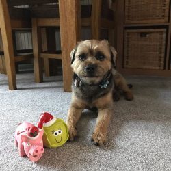 The puppy behaves actively, without showing any particular fear. A hot, dry nose, a swollen bell ...