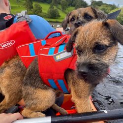 If we briefly describe the Border Terrier, then this is a fearless, very energetic, ruthless on  ...