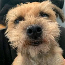 Border Terrier is very curious. He uses every opportunity to explore the world around him. He is ...