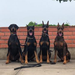 With the similarity of characters, each dog of this breed is a personality, no matter how parado ...