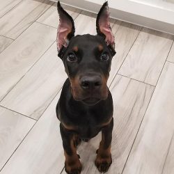 Many experts call the Doberman a dog with a human mind, as it is very easy to train and never fo ...