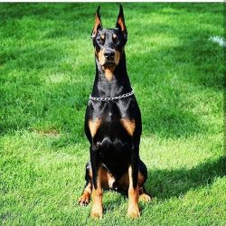 To make sure that the Doberman is not an ordinary dog, watch him. He sleeps, rides with you in t ...