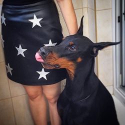 Initially, this breed was bred to perform specific tasks. And the service Dobermans were brought ...