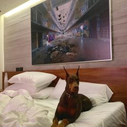 One of the most striking features of this dog is that she herself is able to understand the diff ...