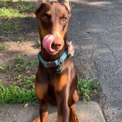 Doberman is a loving and very intelligent friend, top class “security”, a dog who ca ...