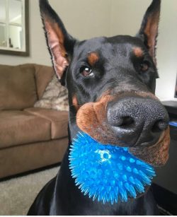 The Doberman is one of the most easily trained breeds. 