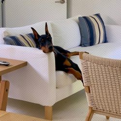 You should not think that raising a well-trained, well-bred dog can be done without any effort. 