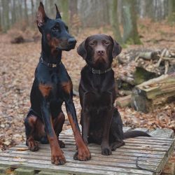 Dobermans are not only excellent guards, but also excellent fighters. In particular, during the  ...