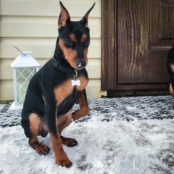 There are as many as two monuments to dogs of this breed in the world. One of them is located in ...