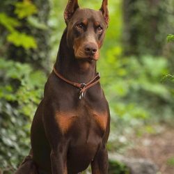 The Dobermans managed to get into the Guinness Book of Records: a dog named Sauer was recognized ...