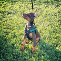 Before the recognition of the breed, in the process of its breeding, Dobermans were called Thurr ...