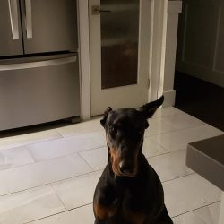 Previously, the breed was called Doberman Pinscher, the prefix was removed, because the pinscher ...