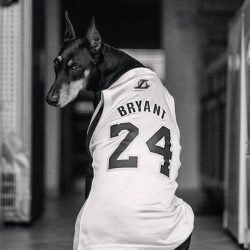The Doberman is officially a German breed; in the 60s of the 20th century, it was registered wit ...