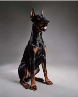 The Doberman can be called a universal dog with a clear conscience. 