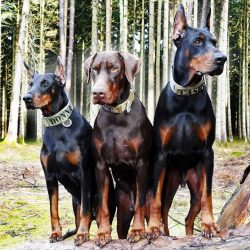 The Doberman is considered an easily trainable dog, even a non-professional can cope with it, of ...