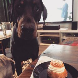 A Doberman must be trained, and from an early age. With regular and correct training, you can ra ...
