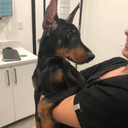 The Doberman is friendly, positive, cannot stand being rude to himself, and also does not like f ...