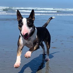 Despite their excellent instincts, Bull Terriers rarely make good watchmen. Dogs do not have inn ...