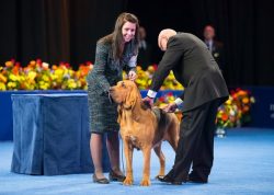 Bloodhounds are some loud and lots of barking in an excited state, the other, on the contrary, a ...
