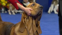 The breed does not require a luxurious country mansion with a fenced hectare of land. A small ho ...