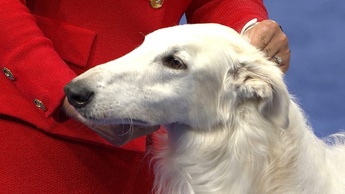 The Borzoi needs to be brushed every week to keep its coat healthy and to prevent it from spread ...