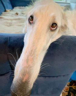 The Russian hound breed is a dog with a lot of energy, athletic, active, and sociable. They are  ...