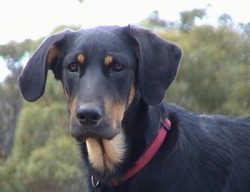 Huntway is unusually intelligent, very trainable dog. Dogs of this breed are considered their ow ...