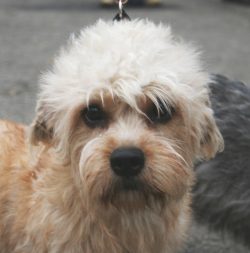 To maintain the beautiful shape of the coat, the Dinmont Terrier needs to be trimmed about once  ...