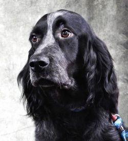Blue Picardy Spaniel can be very independent and wayward, especially if he does not recognize th ...