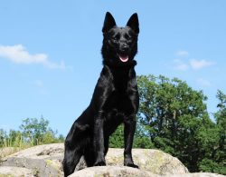However, breeders also note the difficulties of raising representatives of this breed. Thus, the ...